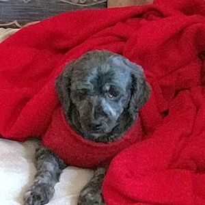 Meet your Posher, Frank